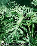 Philodendron selloum
