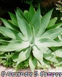 Agave attenuata
