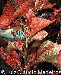 Acalypha wilkesiana