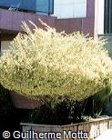 Ligustrum sinense ´Variegatum´