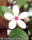 Kopsia fruticosa