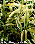 Dracaena sanderiana