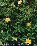 Jasminum mesnyi