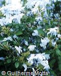 Plumbago capensis