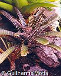 Vriesea splendens
