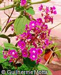 Tibouchina grandifolia