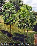 Schefflera actinophylla
