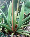 Philodendron speciosum