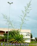 Furcraea foetida