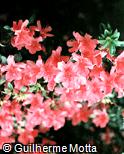 Rhododendron simsii