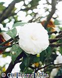Camellia japonica
