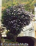 Brunfelsia uniflora