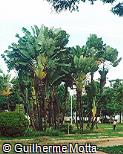 Ravenala madagascariensis