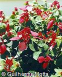 Mussaenda erythrophylla
