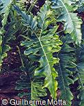 Philodendron undulatum