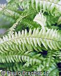 Nephrolepis exaltata ´Bostoniensis´