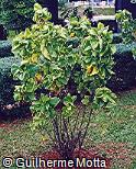 Acalypha wilkesiana ´Hoffmanii´