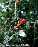 Eugenia uniflora