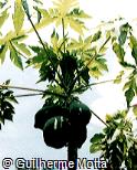 Carica papaya