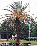 Phoenix canariensis