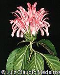 Justicia carnea