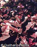 Pseuderanthemum atropurpureum