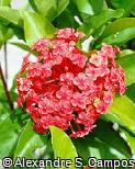Ixora coccinea
