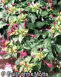 Mirabilis jalapa