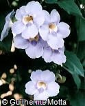 Thunbergia grandiflora