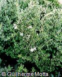 Serissa foetida