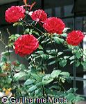 Rosa x grandiflora