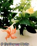 Brugmansia suaveolens