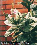 Pseuderanthemum atropurpureum ´Variegatum´