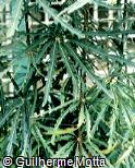 Dizygotheca elegantissima