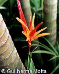 Heliconia psittacorum