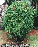 Odontonema strictum