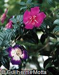 Tibouchina mutabilis