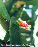 Nopalea cochenillifera