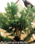 Araucaria angustifolia
