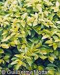 Duranta repens ´Aurea´
