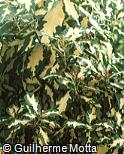 Graptophyllum pictum