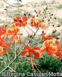 Caesalpinia pulcherrima