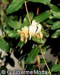 Lonicera japonica