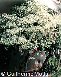 Hibiscus rosa-sinensis ´Variegata´
