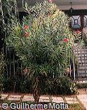 Nerium oleander