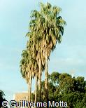 Washingtonia filifera