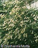 Russelia equisetiformis var. alba