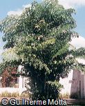 Caryota mitis