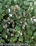 Eranthemum nervosum