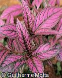 Strobilanthes dyerianus